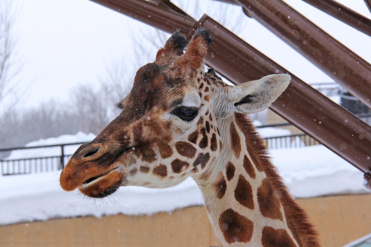 giraffe