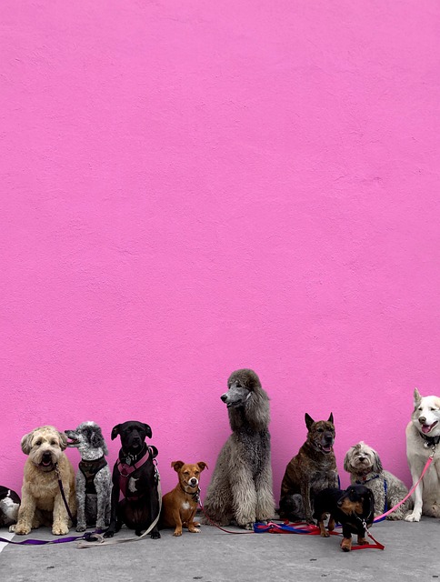 반려견의 피부 건강을 위한 자연적인 보습 및 재생 방법