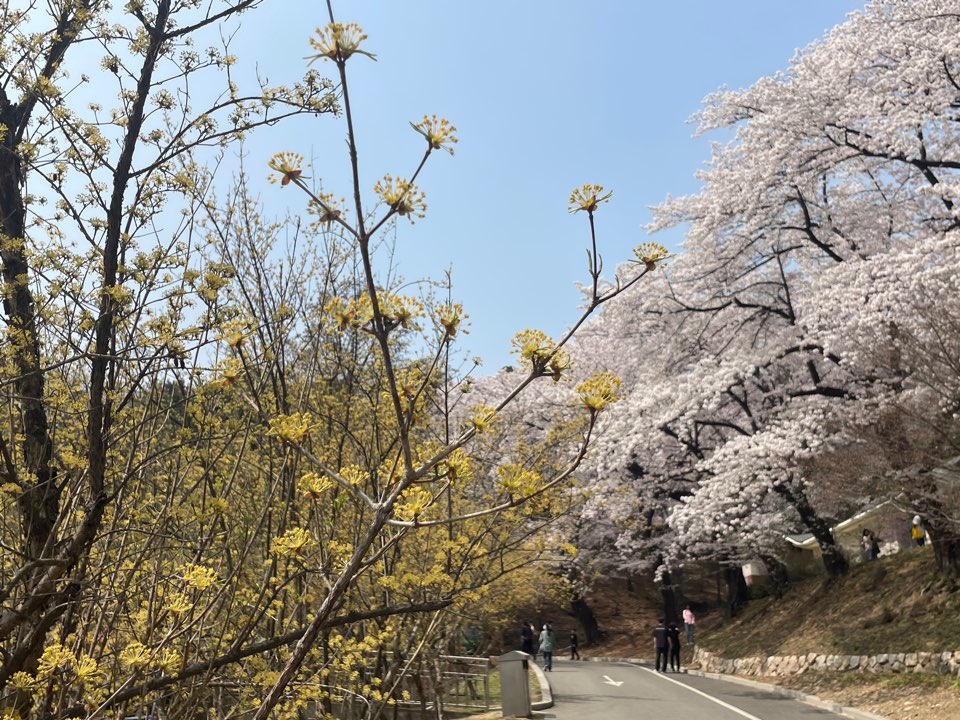 벚꽃