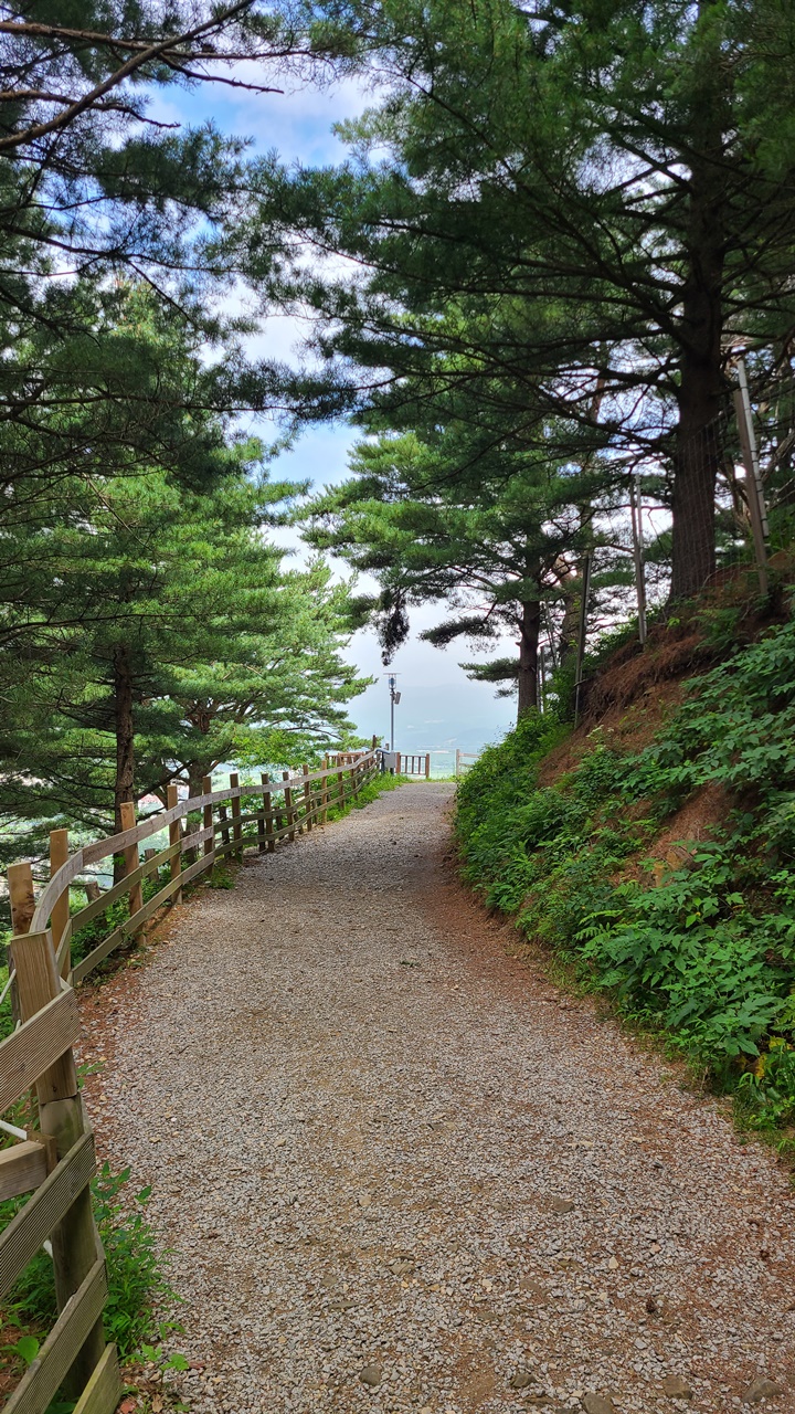 대관령-순수양떼목장-피톤치드숲길