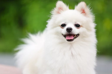 스피츠/출처:어도비스톡