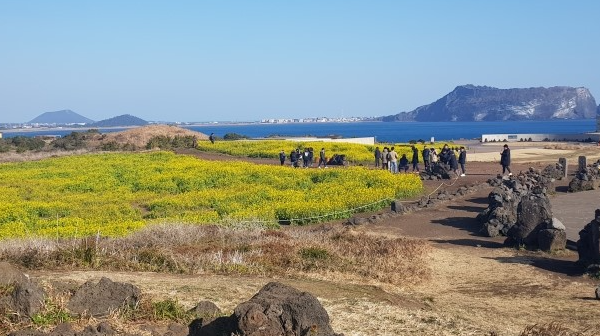 유채꽃밭과 성산일출봉