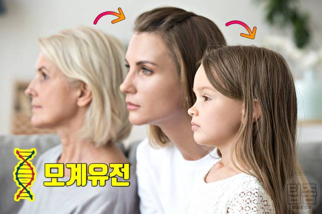 모계유전 질병 조기노화