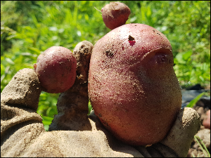 손에 들고 있는 감자