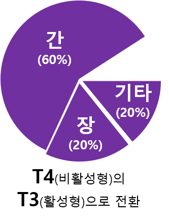 갑상선 호르몬의 저장