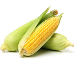 개가 옥수수를 먹어도 괜찮은가