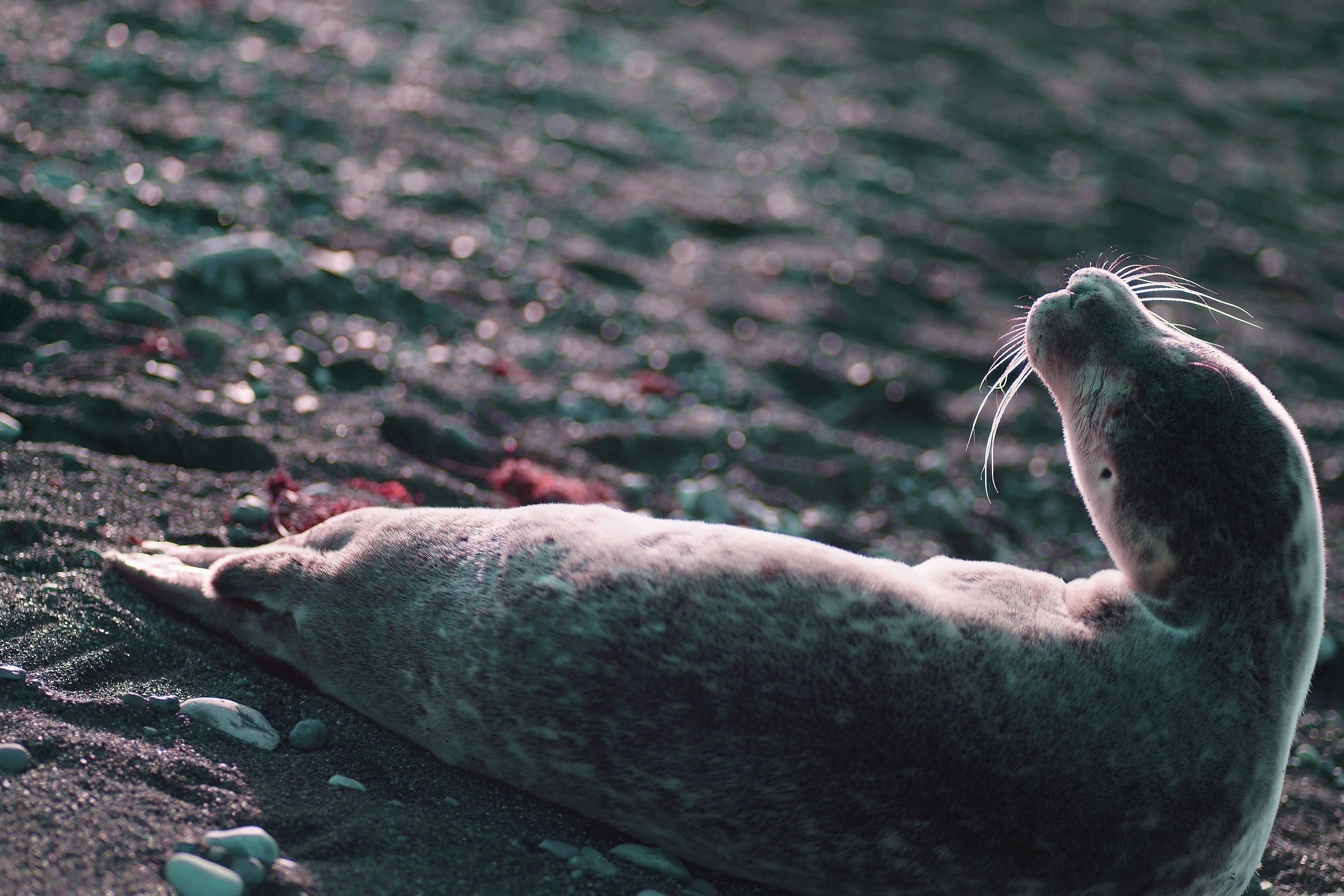 컴퓨터그래픽스운용기능사 필기