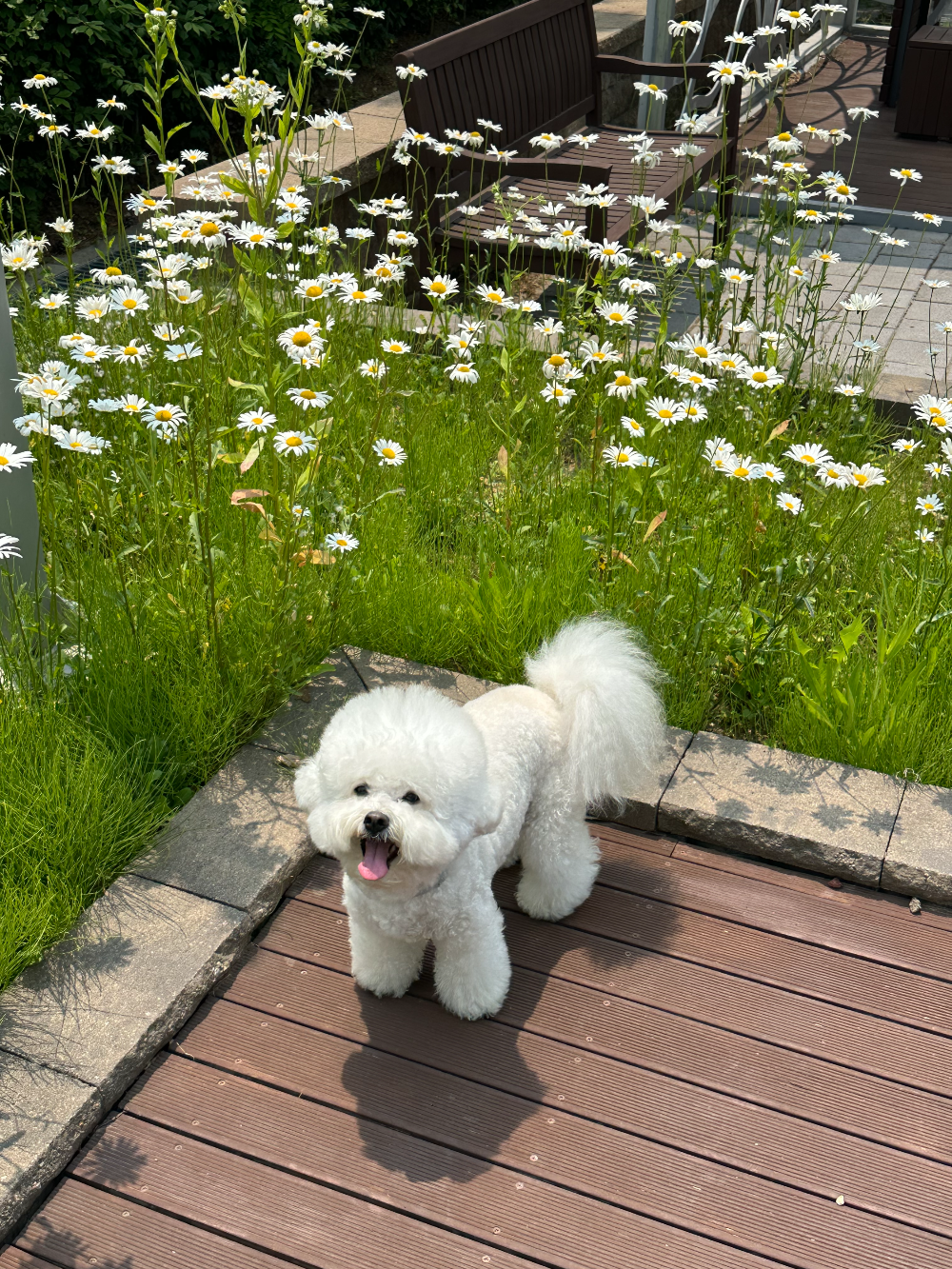 영종도 씨사이드파크 데이지꽃과 강아지