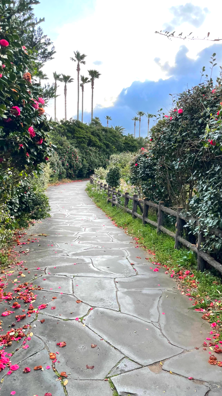 소노캄 제주 리조트 야외산책로 동백꽃