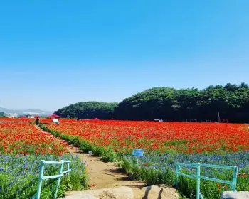 원주 용수골 꽃양귀비 축제_4