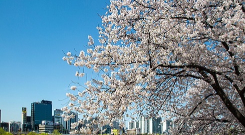 여의도 벚꽃축제 일정
