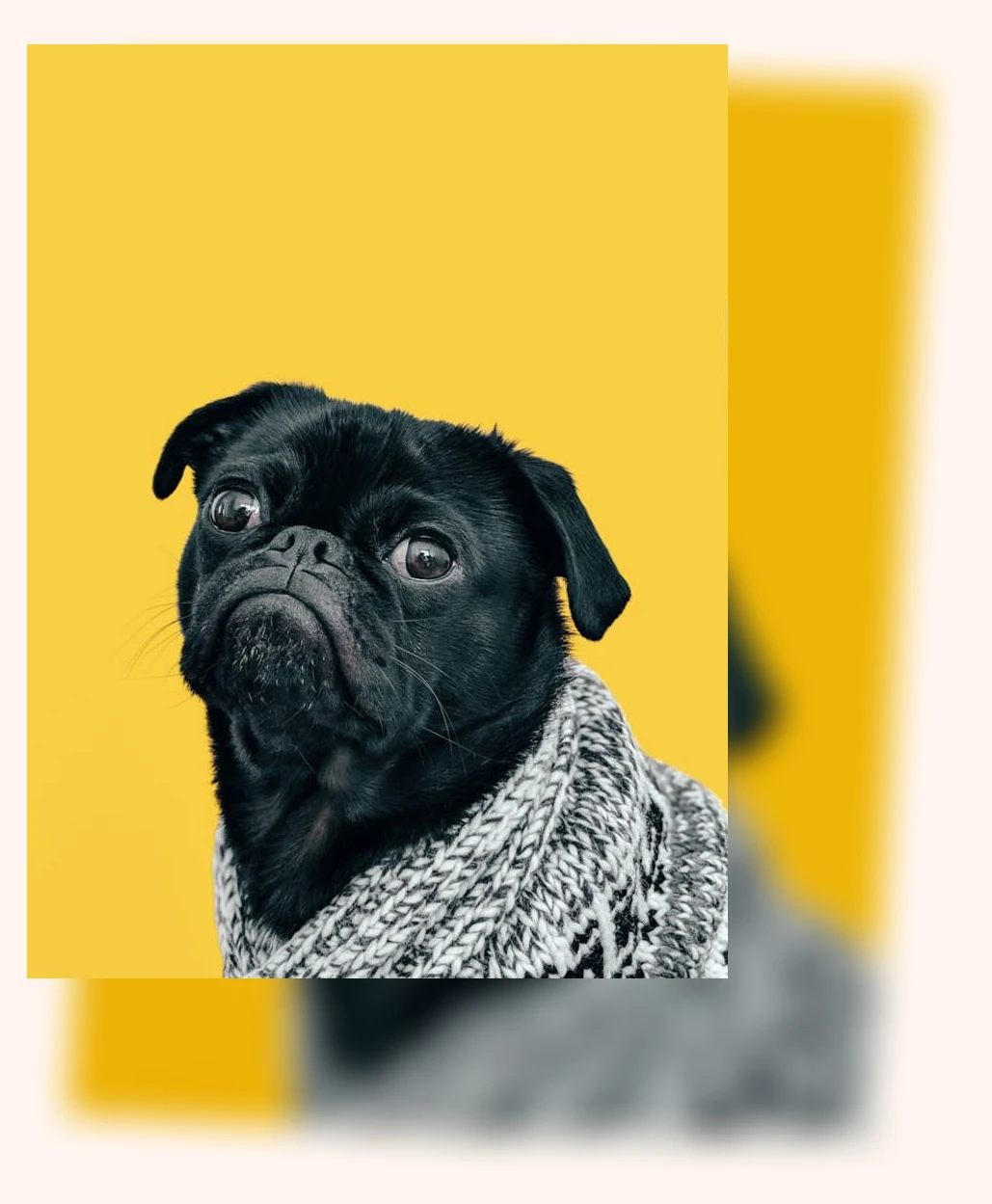 반려동물 넥카라_2_subsection