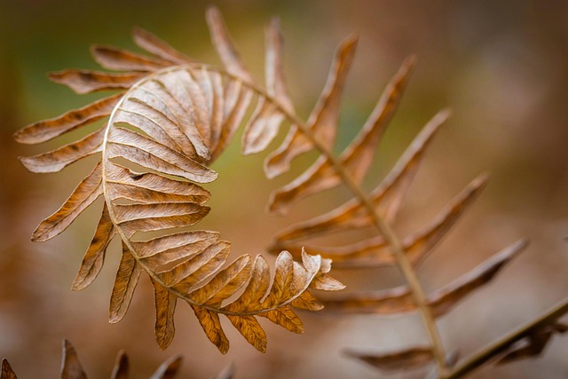 "전기 신호를 보내는 식물: 텔레그라프 플랜트의 생리학"