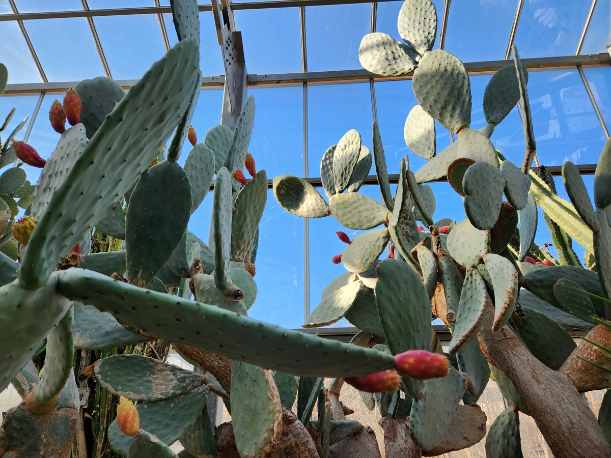 보검선인장(백년초)