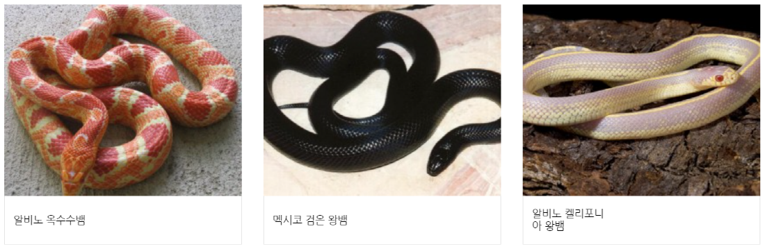 구미 쥬쥬동산