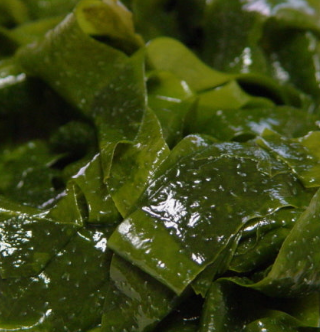 다시마 효능 부작용 칼로리