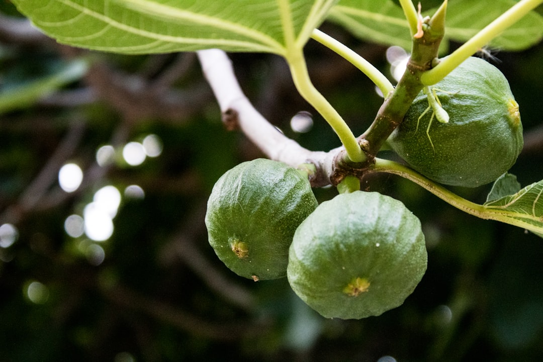 Fig