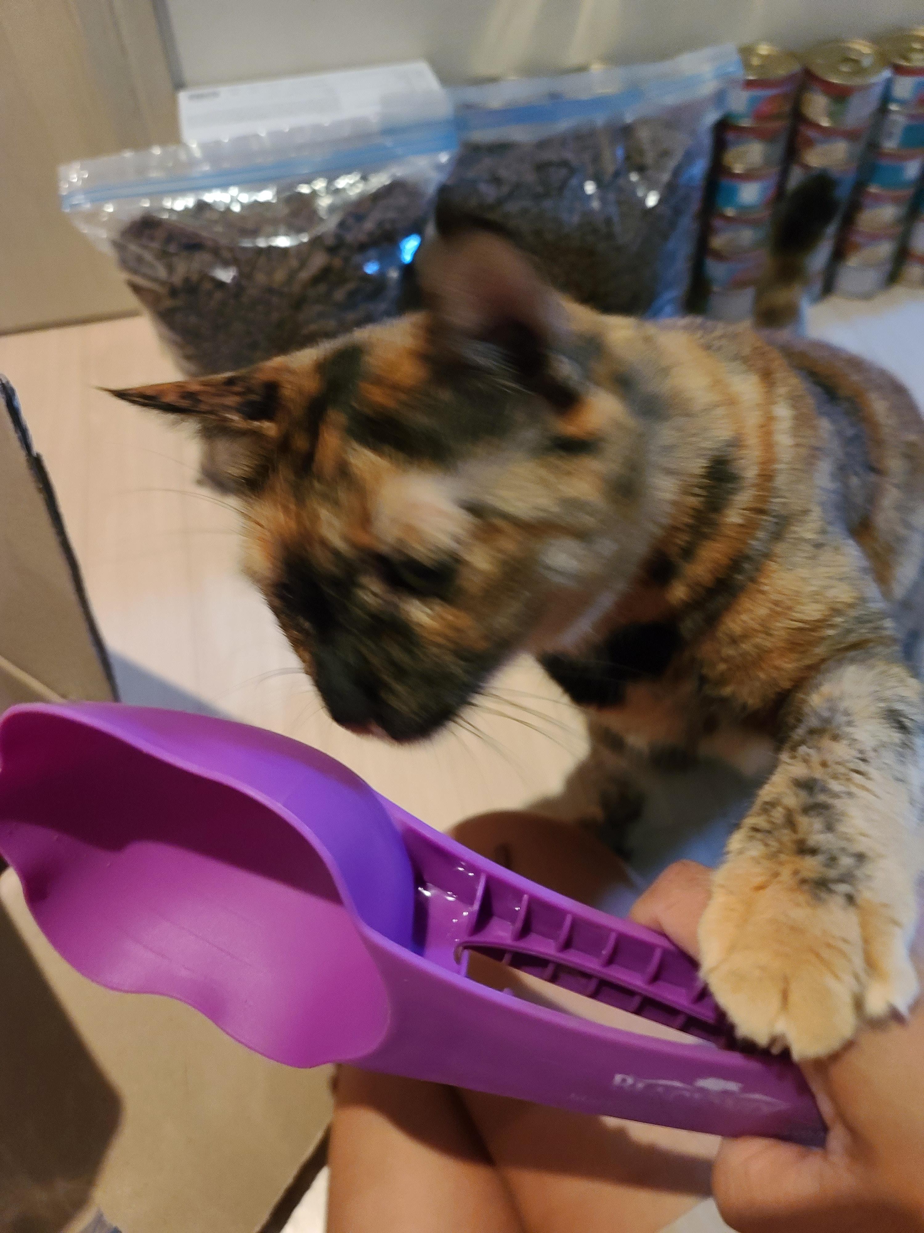 '기다려' 하는 먹보 고양이. 카오스 소심냥 사랑이.