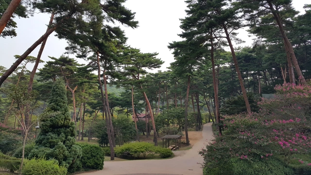 안면도자연휴양림 소나무