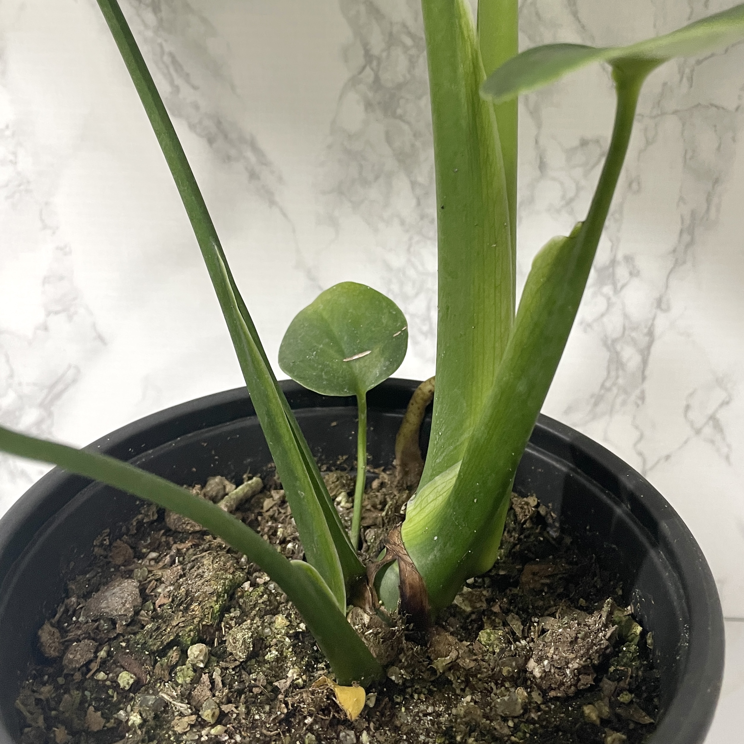 몬스테라 키우기 물주기 수경재배 분갈이 가지치기