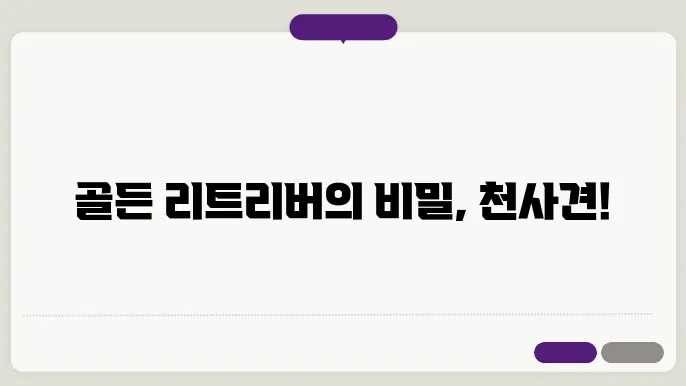 골든 리트리버 강아지