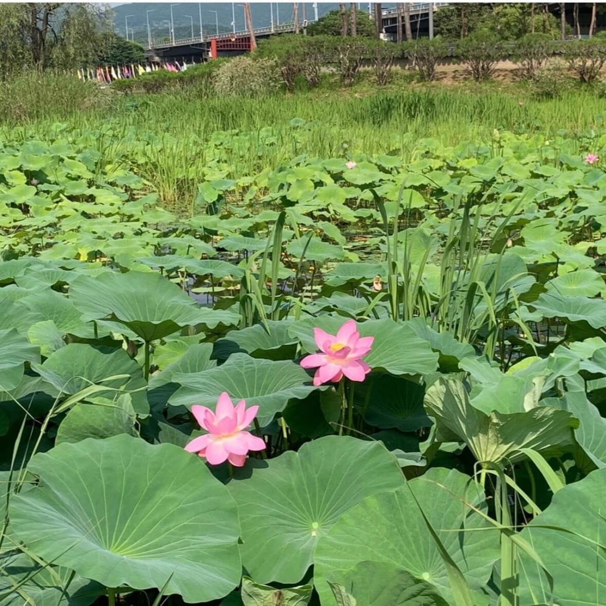 세미원 연꽃축제