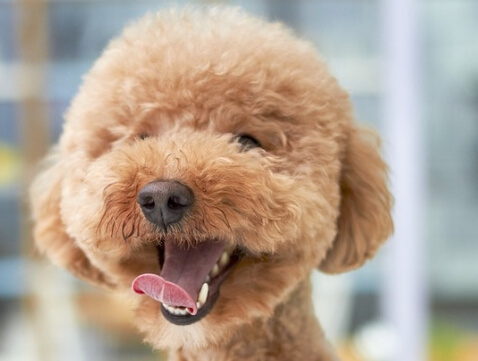 인기 애완견 푸들 모습