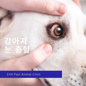 강아지 눈물 냄새