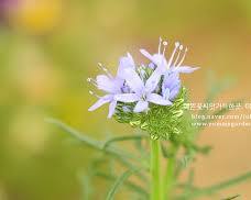 글로브 길리아 이미지 사진