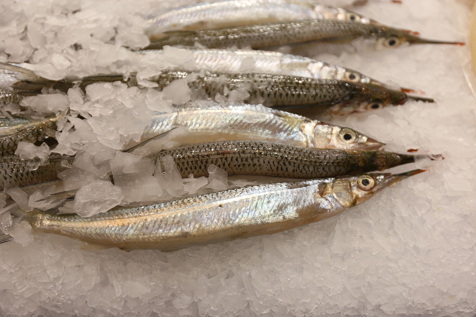 파킨슨 좋은 음식 등푸른 생선