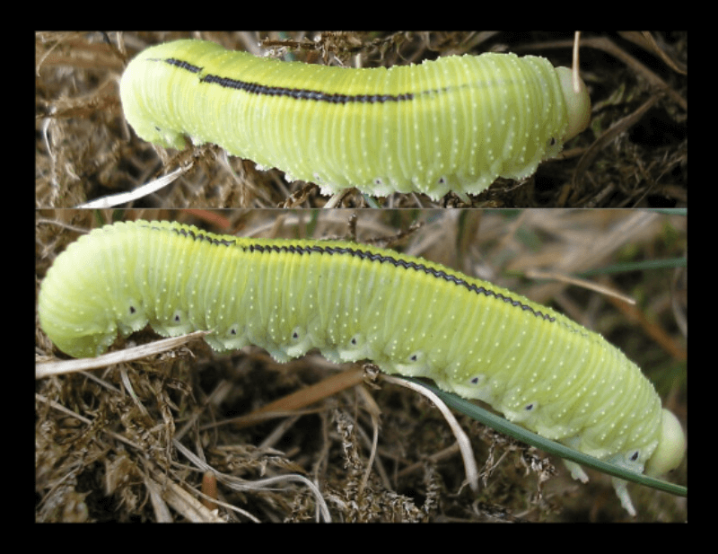 연두색 송충이 두 마리 사진
