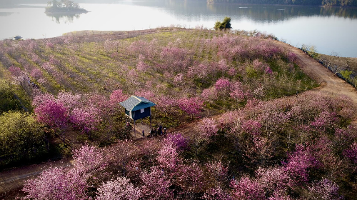 벚꽃 개화시기 2023&amp;#44; 벚꽃 명소 확인