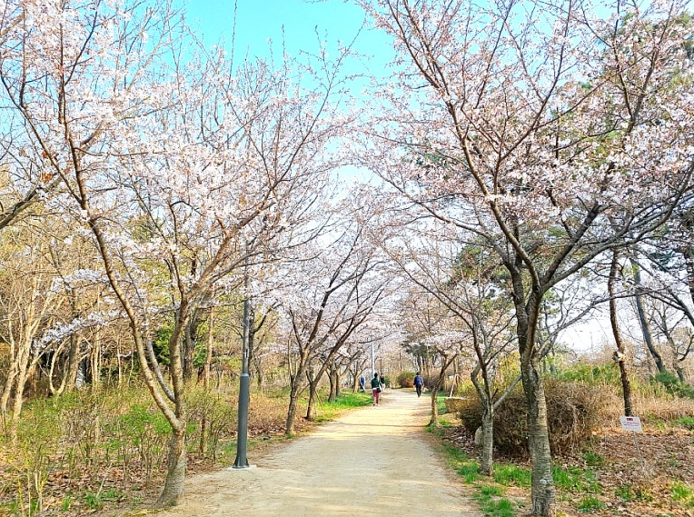 세계평화의숲