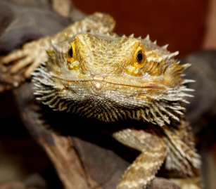 유럽에서 인기 있는 파충류 종류는?