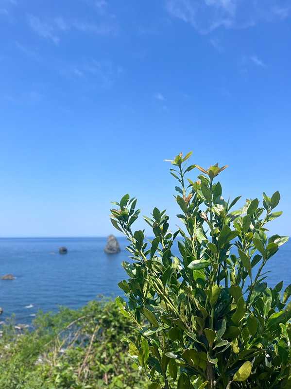 울릉도 카페 추천