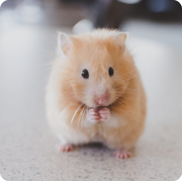 어린이날 선물 반려 햄스터