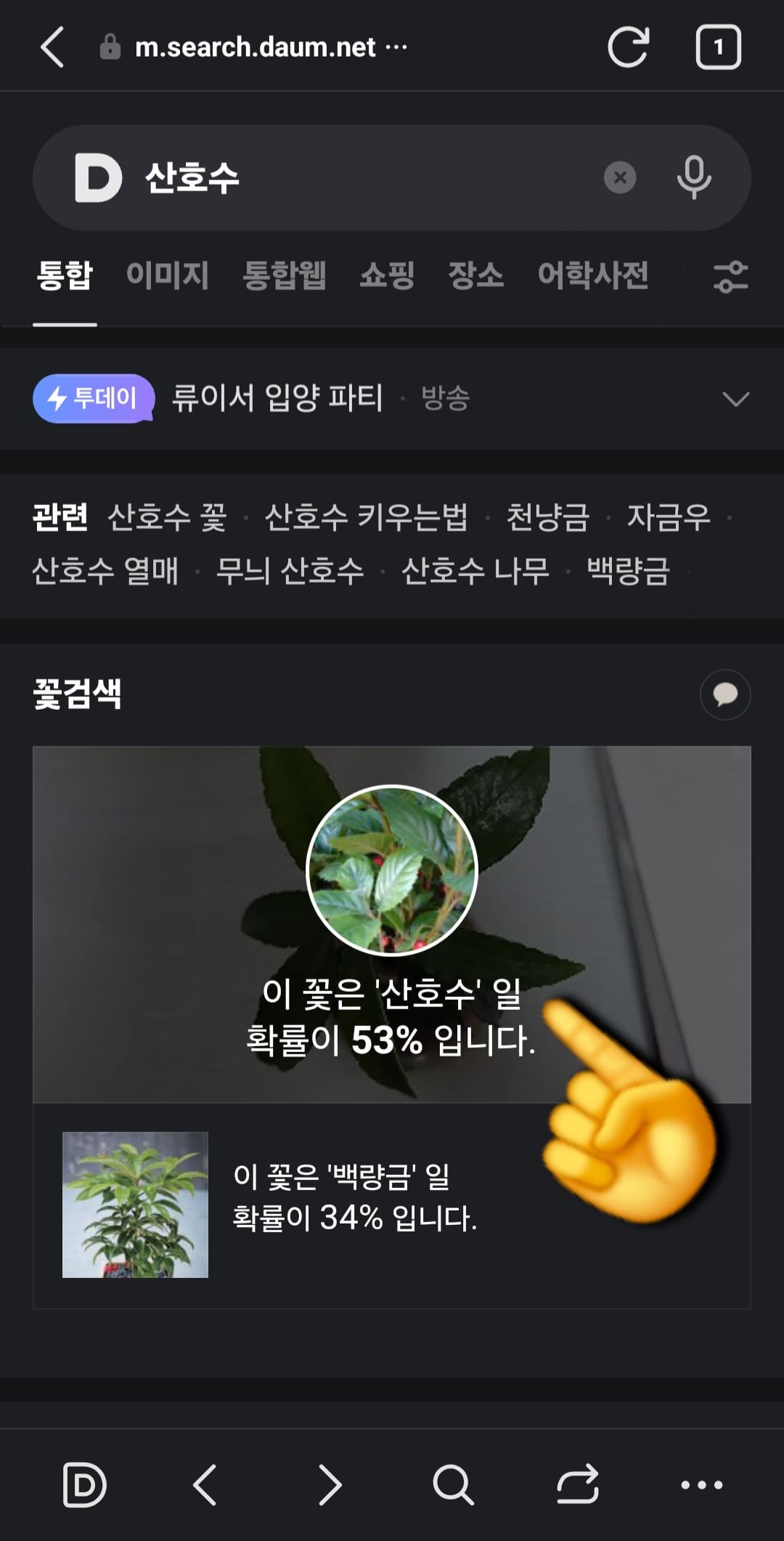 다음(Daum)-꽃검색-방법-안내-촬영이-완료되면-검색-결과로-산호수가-표시되며&amp;#44;-이-꽃은-산호수일-확률이-53%입니다.라는-안내가-나옵니다.-마찬가지로-결과-화면에-표시된-산호수-이미지를-클릭하면&amp;#44;