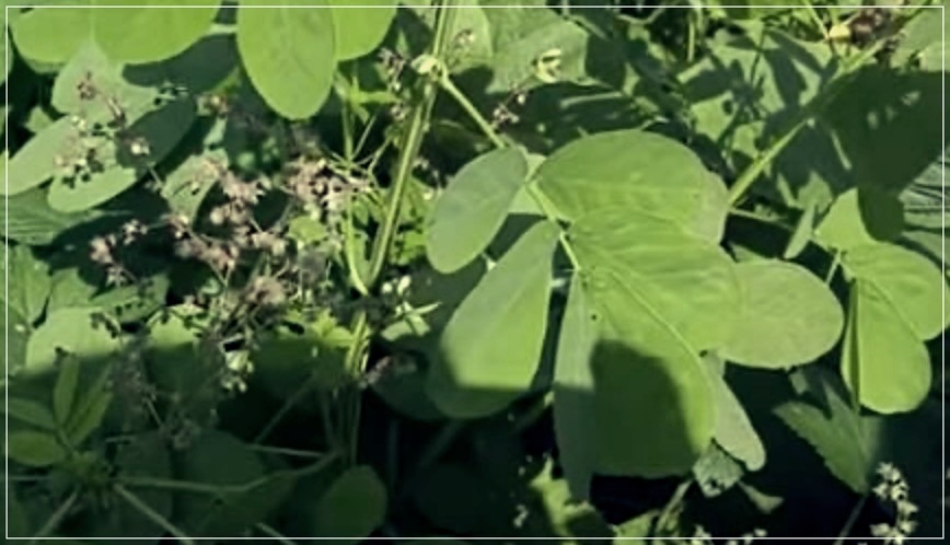 결명자의 효능, 부작용 및 섭취 방법