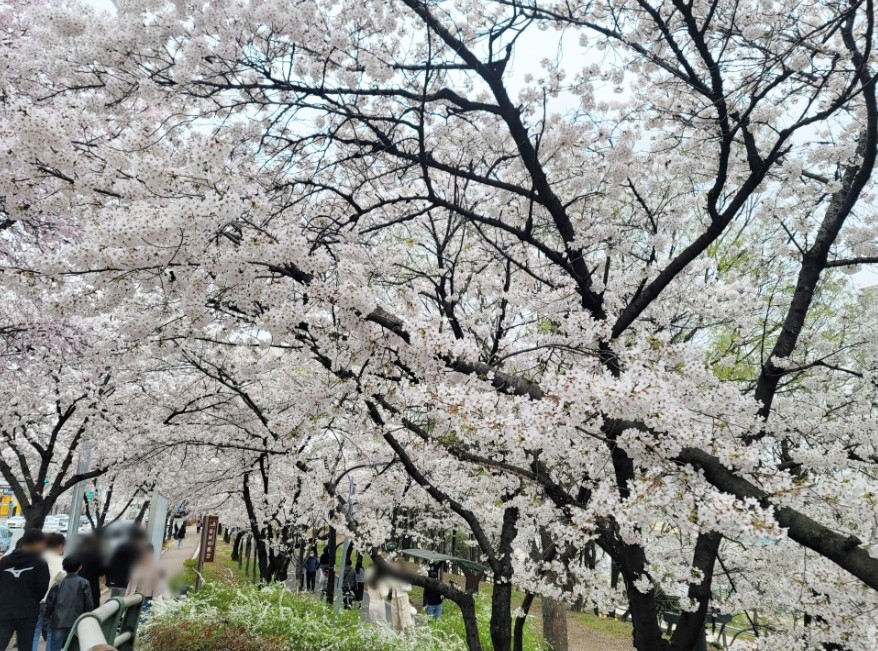 대구 벚꽃