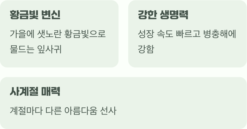 가을에는 황금빛으로 물드는 거인