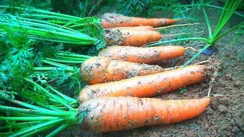 당근-파종-수확시기