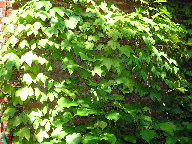 담쟁이덩굴