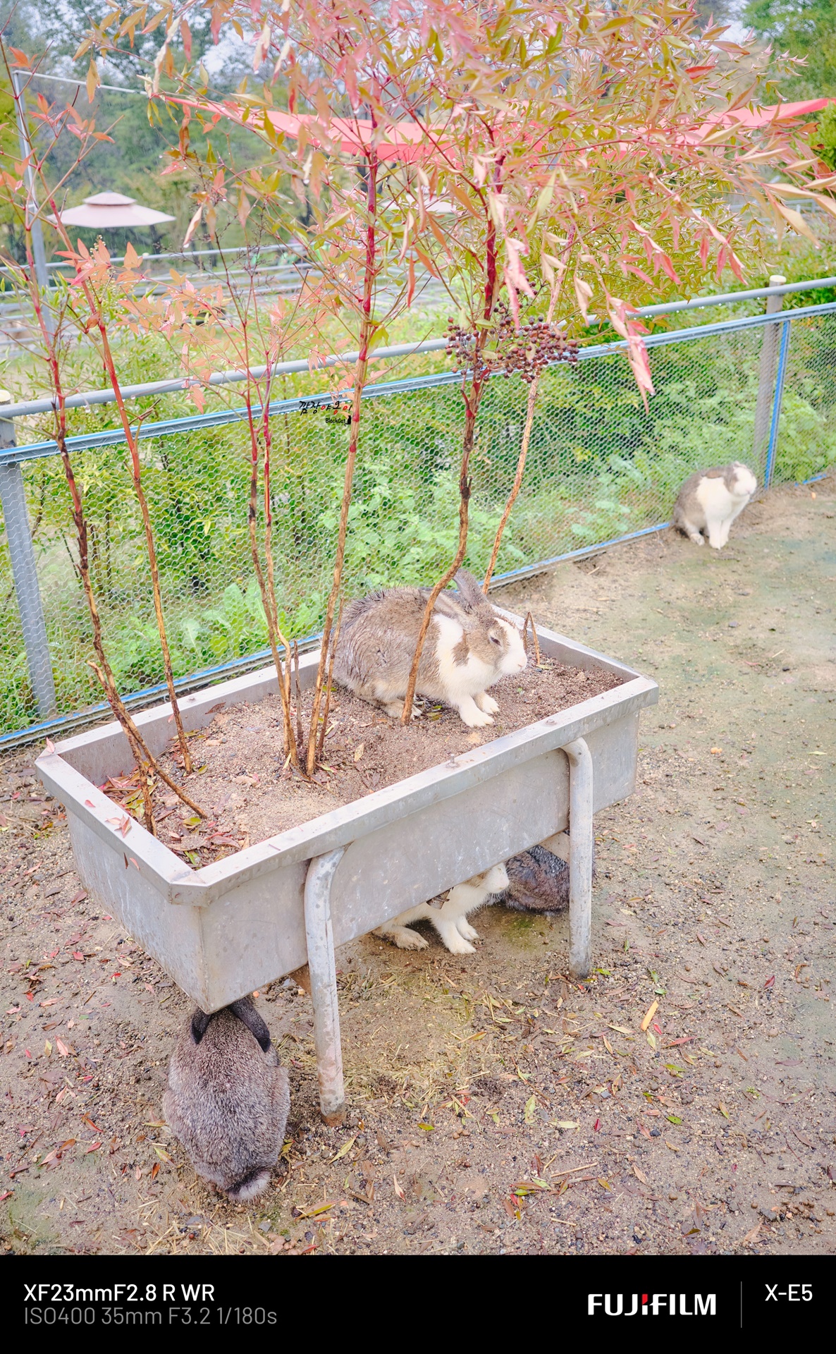 울산 하늘목장 토끼 먹이체험