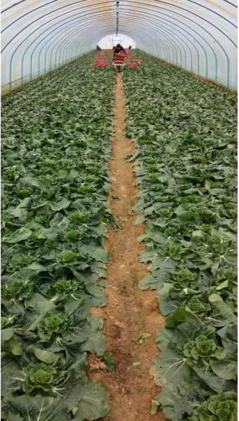 쌈배추 재배 속 차게 키우기 시비 타이밍 통풍 관리_7