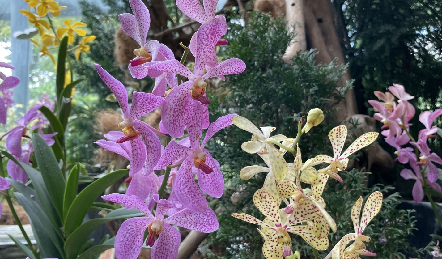 가든스 바이 더 베이 플로러 판타지