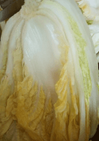 2023년 절임배추