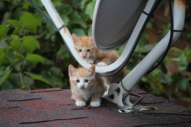 반려동물에게 좋은 자연의 향 TOP5