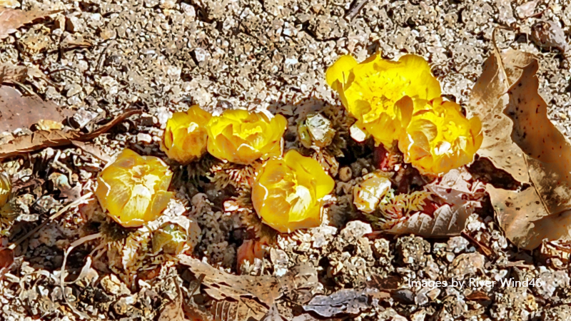 복수초(福壽草),측금잔화(側金盞花),설연화(雪蓮花)