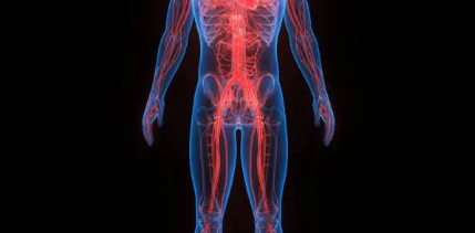 운동이 미치는 혈관