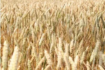 밀 재배 파종 밀도 월동 관리 도복 방지_5